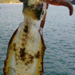 荒れ模様の日本海若狭方面へエギング釣行