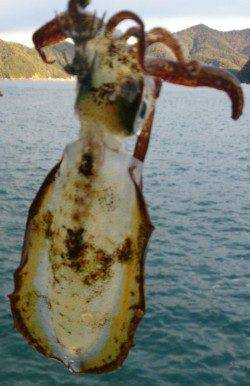 荒れ模様の日本海若狭方面へエギング釣行