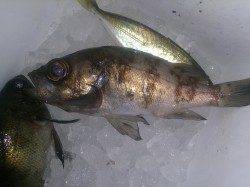 福良でアジングのつもりがメバル入れ食い