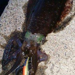 伊根エリア、キロアップまであと少し！アオリの釣果