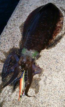 伊根エリア、キロアップまであと少し！アオリの釣果