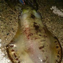 伊根エリア、キロアップまであと少し！アオリの釣果