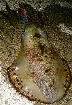 伊根エリア、キロアップまであと少し！アオリの釣果