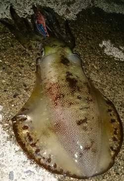 伊根エリア、キロアップまであと少し！アオリ…