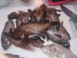 福良でアジングのつもりがメバル入れ食い