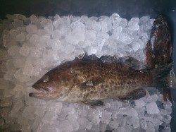 衣奈～南塩谷をランガン　五目釣りとタチウオワインド