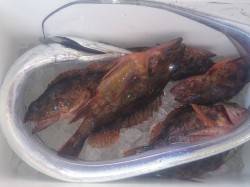 衣奈～南塩谷をランガン　五目釣りとタチウオ…