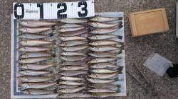 生石崎　引き釣りでキスのキス狙いは好釣果☆…