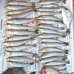 江井の投げ釣りでキス、そろそろ「落ち」全盛期 (^^♪