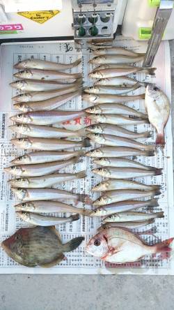 江井の投げ釣りでキス、そろそろ「落ち」全盛…