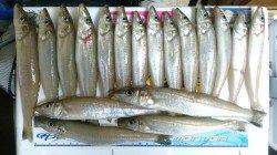 淡路・都志で投げ釣り　2人で合計60匹！