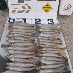 都志　投げ釣りでのキス狙い　午前は沈黙も午後から数揃う