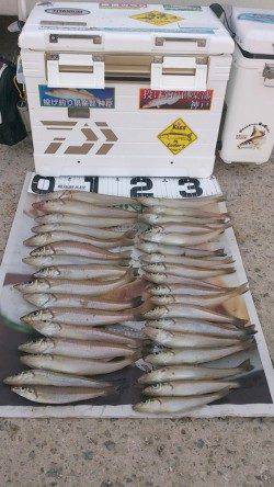 都志　投げ釣りでのキス狙い　午前は沈黙も午後から数揃う