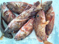 福良～丸山エリアで色々な釣りをしました