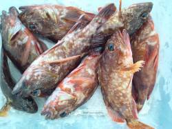 福良～丸山エリアで色々な釣りをしました