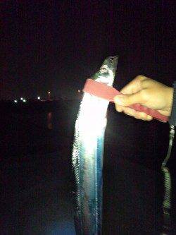 東二見、ウキ釣りでタチウオ狙い