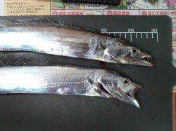 東二見、ウキ釣りでタチウオ狙い