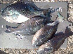 沖のテトラにてウキ釣り　アイゴ・グレの釣果