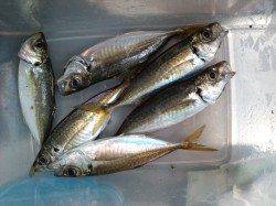 南芦屋浜でサビキ〜タチウオ釣り　指4本サイズです