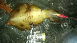 引ったくるようなあたりで430gの♂をゲッ…