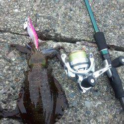 １投目からボトムでヒット！ 有田漁港でエギング