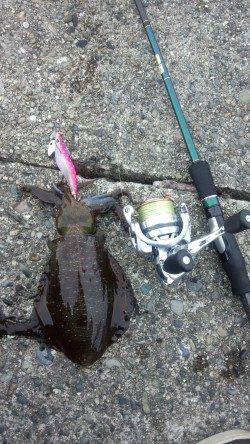 １投目からボトムでヒット！ 有田漁港でエギング