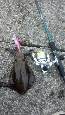 １投目からボトムでヒット！ 有田漁港でエギ…