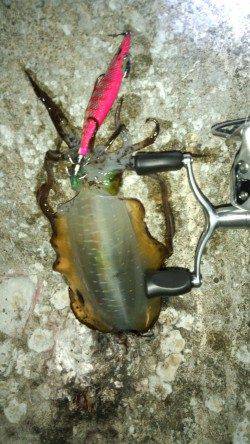 雑賀崎で夕まづめにエギング