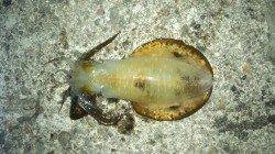 爆風の中ランガンエギング、3バイゲット！