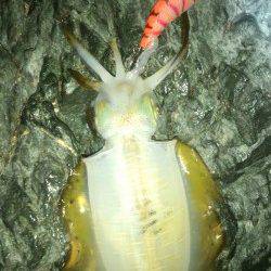 爆風の中ランガンエギング、3バイゲット！