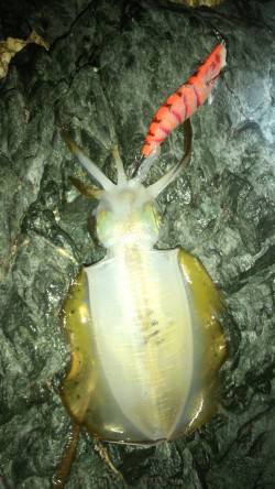 爆風の中ランガンエギング、3バイゲット！