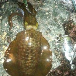 沖ノ島 地ノ島 23時からの地磯エギング 830gの良型も☆