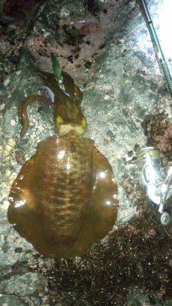 沖ノ島 地ノ島 23時からの地磯エギング 830gの良型も☆