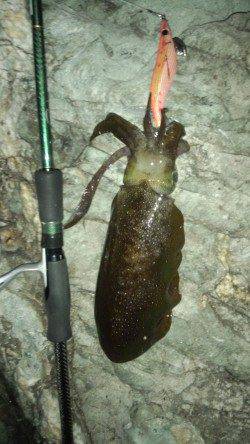 沖ノ島 地ノ島 23時からの地磯エギング 830gの良型も☆