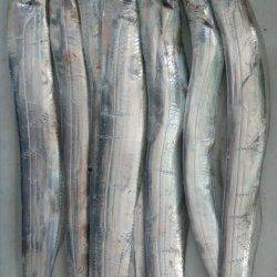 マリーナシティの内海側でタチウオ8匹の釣果☆