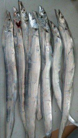 マリーナシティの内海側でタチウオ8匹の釣果☆