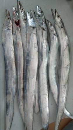 マリーナシティの内海側でタチウオ8匹の釣果…