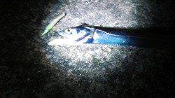 南芦屋浜 凄い人の中でのワインドでタチウオ狙い