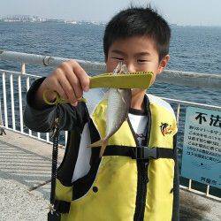 南芦屋浜で飛ばしサビキ、いいサイズのアジのほかイワシやサバも