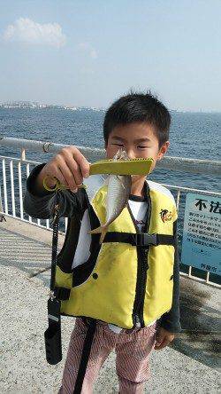 南芦屋浜で飛ばしサビキ、いいサイズのアジのほかイワシやサバも