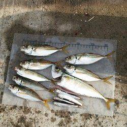南芦屋浜で飛ばしサビキ、いいサイズのアジのほかイワシやサバも