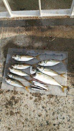 南芦屋浜で飛ばしサビキ、いいサイズのアジのほかイワシやサバも