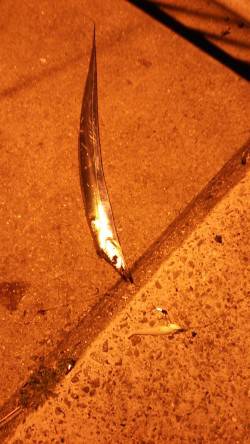 北公園の西波止にてタチウオワインド、足元で…