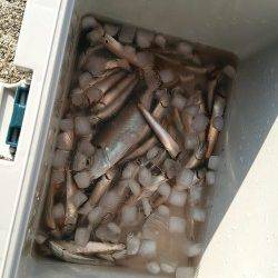南芦屋浜でサビキ、カワクチイワシが大漁です！
