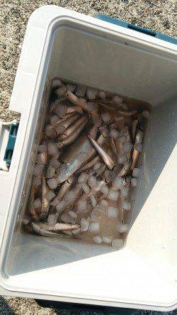 南芦屋浜でサビキ、カワクチイワシが大漁です！