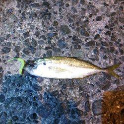 久美浜　フグの猛攻にあいながらのアジングでアジ14尾