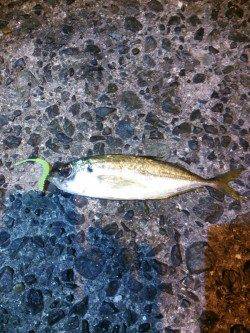 久美浜　フグの猛攻にあいながらのアジングでアジ14尾