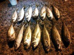 久美浜　フグの猛攻にあいながらのアジングでアジ14尾