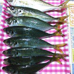 久美浜アジング釣行　アジのサイズは20～25cm