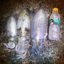 久美浜　エギングのアオリイカはまだまだいけそうな感じ☆